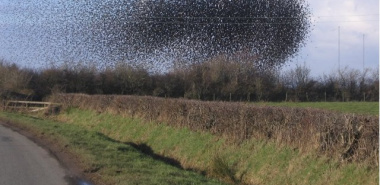 Holme East Waver 1 - NY1953 Starlings swarming