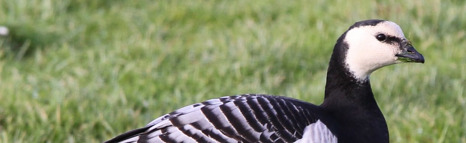 Barnacle goose